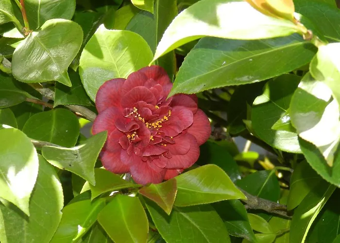 Appartement Nonna Arde